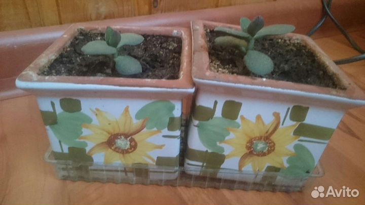 Толстянка в керамических горшках цена за всё