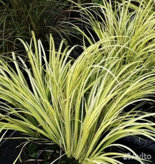 Осока душистая (Аир злаковый)