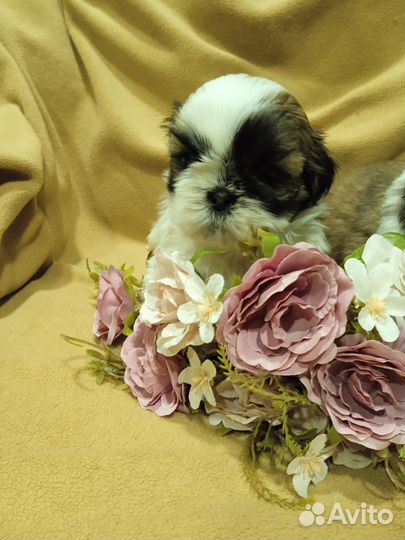 Щенки ши-тцу