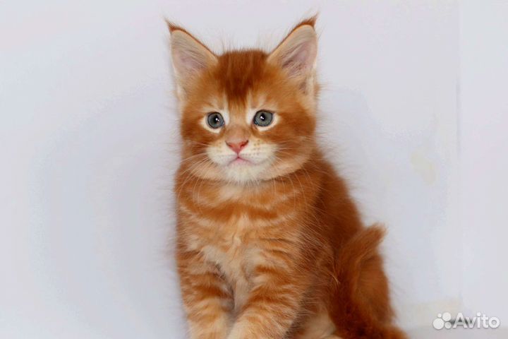 Мейн-кун яркая апельсинка, чудо котенок