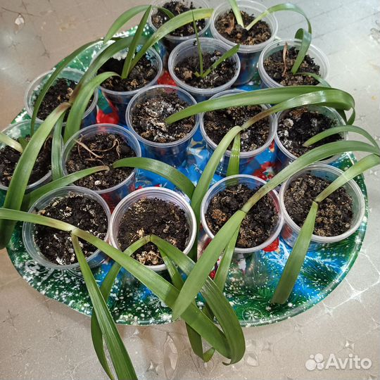 Гиппеаструм