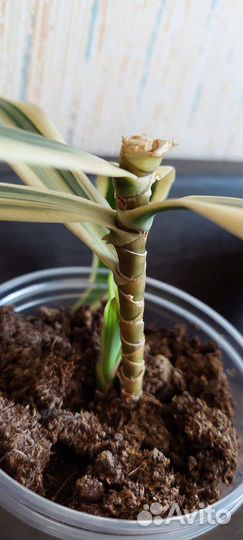 Драцена песня индии