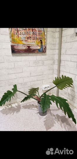 Карамель марбл филодендрон