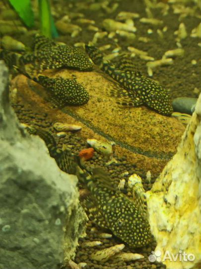 Анциструс сомики