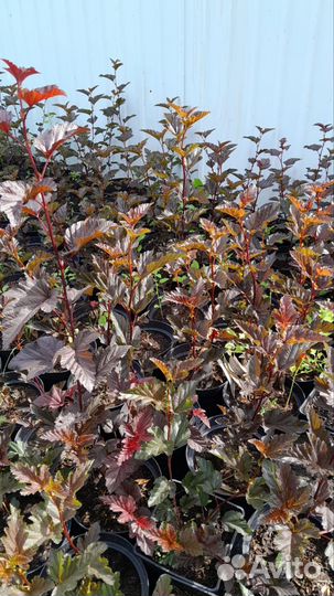 Кустарники декоративные для озеленения