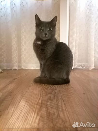 Отдам кошку в добрые руки