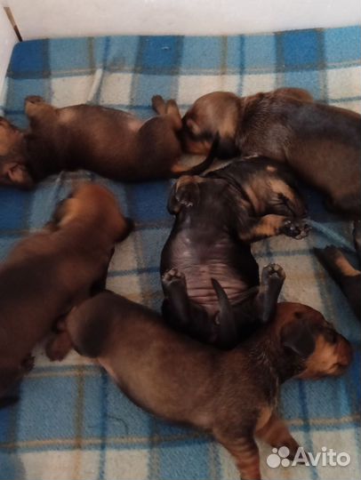 Карликовая такса