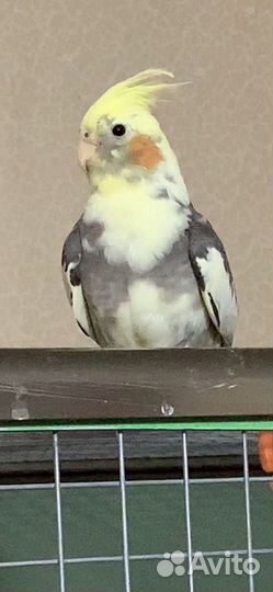 Кареллы птенцы