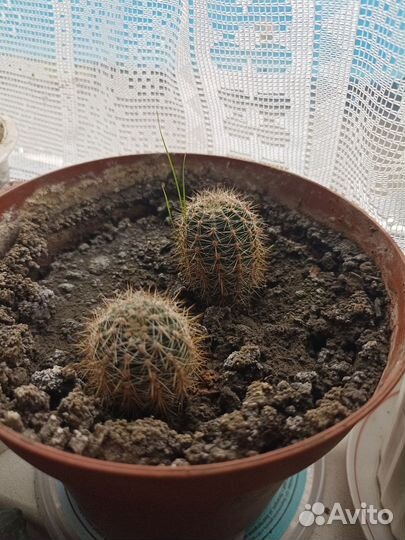 Кактусы и суккуленты