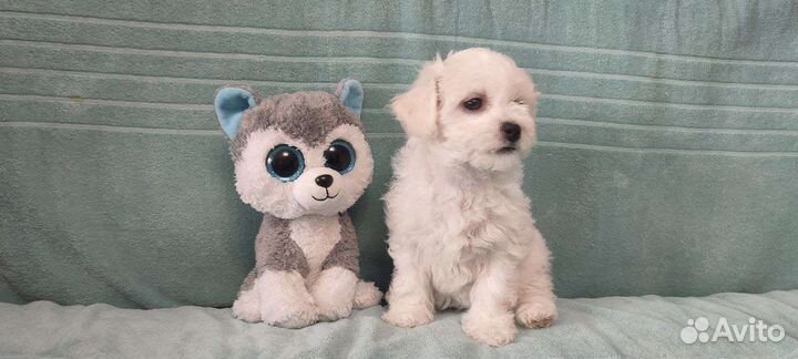 Щенки бишон фризе, очаровательные малыши