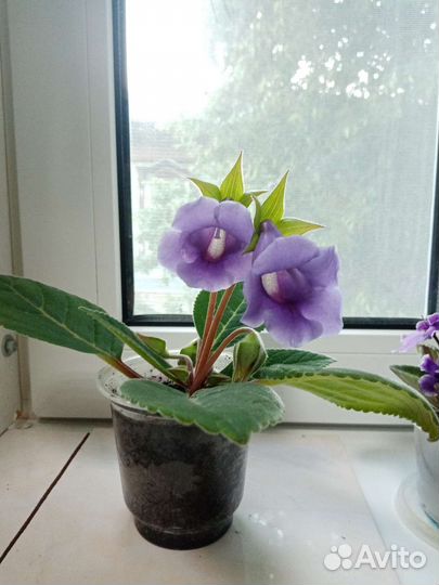 Комнатные цветы