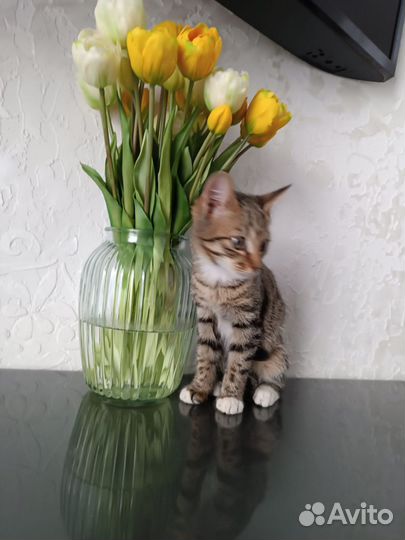 Полосатый котенок