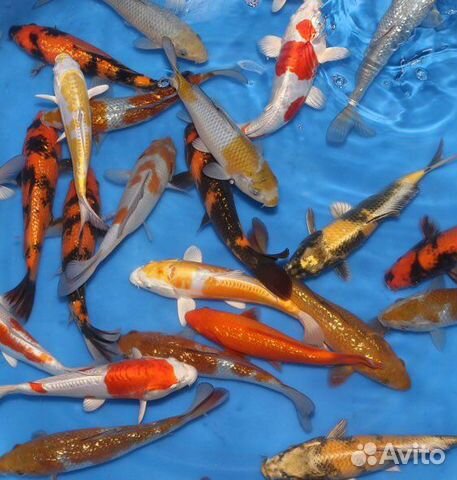 Карп кои, кометы, прудовая рыба