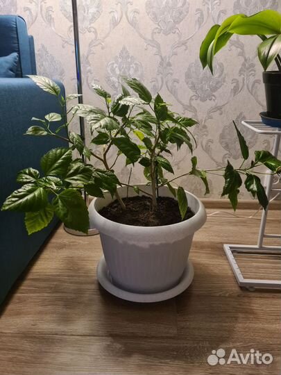 Гибискус китайская роза