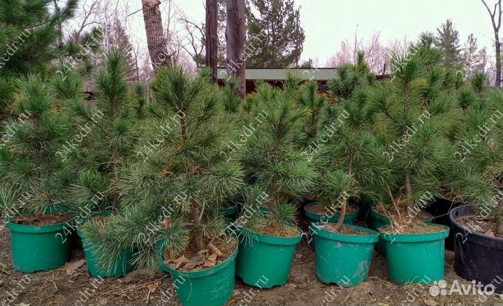Саженцы сибирского кедра