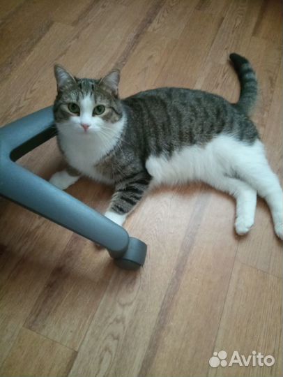 Хасик - идеальный кот