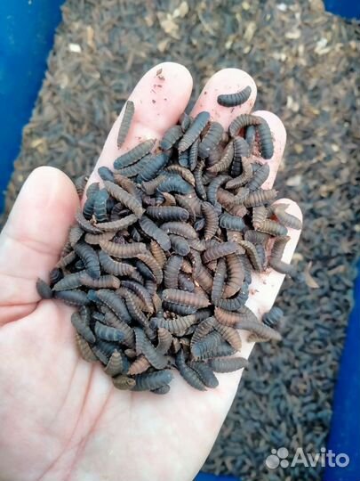 Чёрная Львинка предкуколка