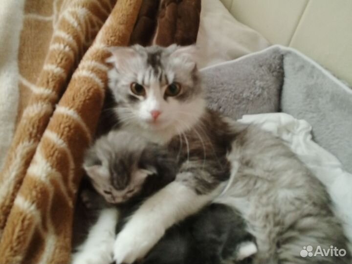 Британские котята