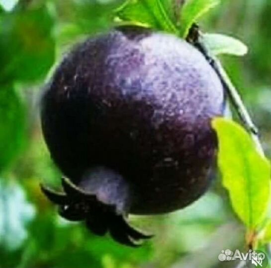 Коллекция комнатных гранатов