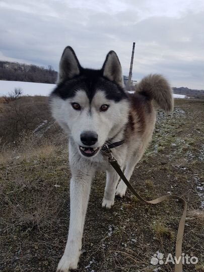 Хаски в добрые руки