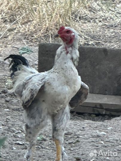 Бойцовые петухи