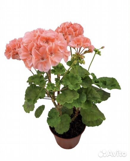 Пеларгония герань цветущая