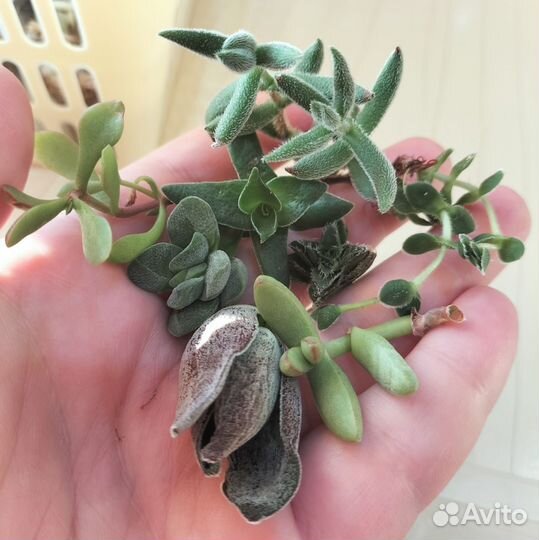 Суккуленты