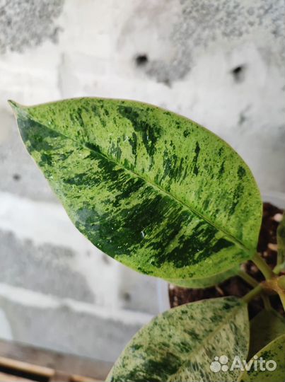 Коллекционный фикус Эластика Шривериана Муншайн
