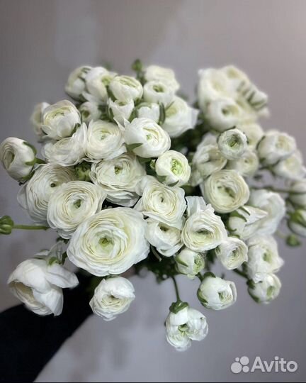 Ранунклюсы цветы букеты пионы с доставкой