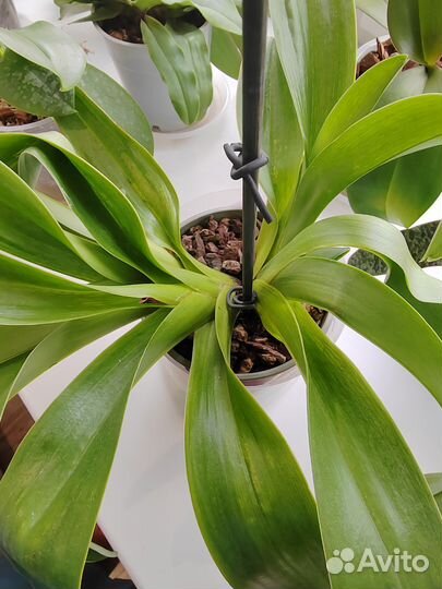 Орхидея пафиопедилум