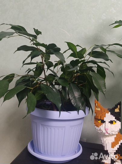 Фикус бенджамина