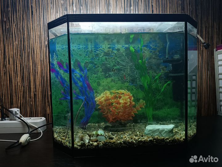 Аквариум 30 литров, с рыбами, торг уместен