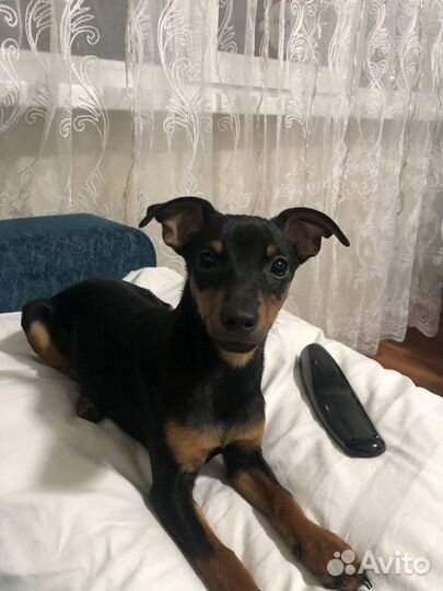 Продам щеночка