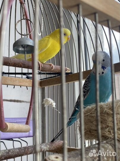 Попугаи с клеткой и всем необходимым