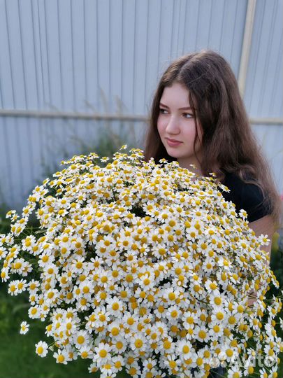 Букеты из ромашек