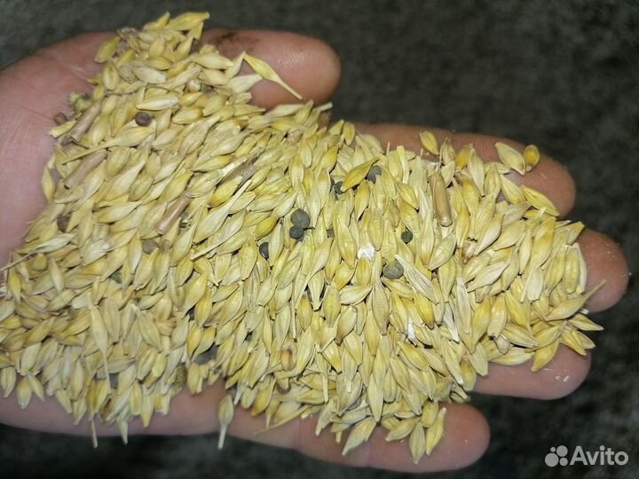 Продам ячмень