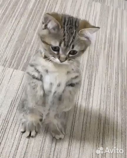Котята-потомственные крысоловы