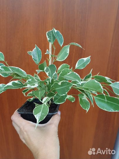 Фикус Бенджамина пестролистный