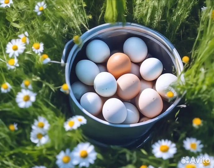 Домашние куриные и перепелиные яйца