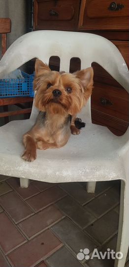 Случка собак