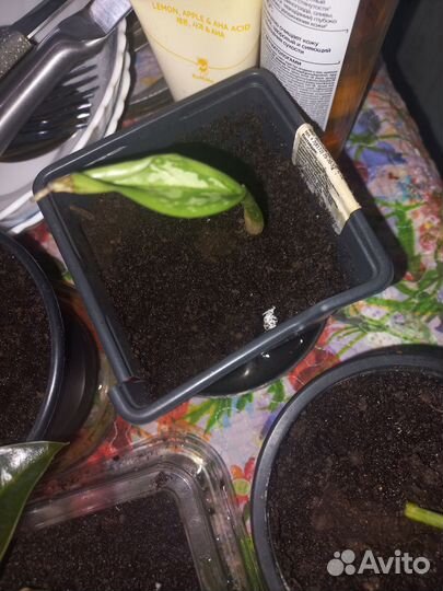 Аглаонема. Детки