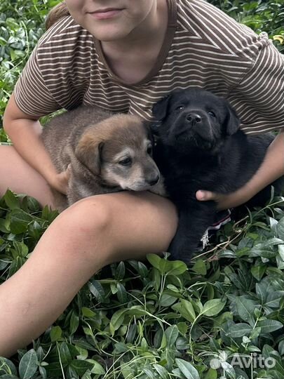 Щенки лабрадора