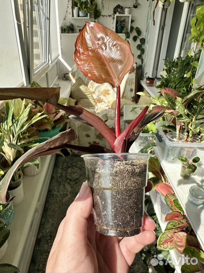 Филодендрон блек кардинал сплеш