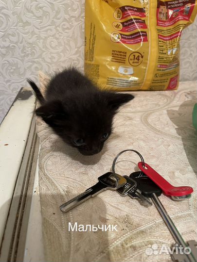 Котята в добрые руки бесплатно