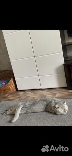 Британская серебристая шиншилла кот