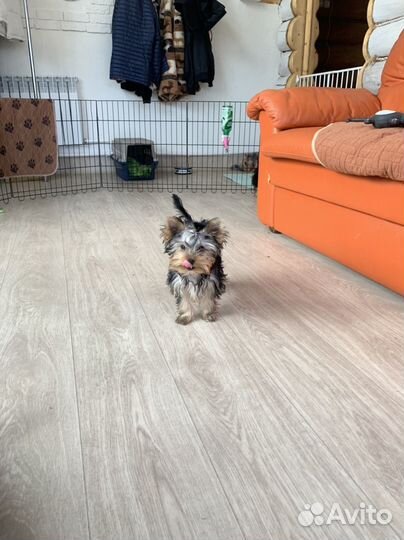 Йоркширский терьер