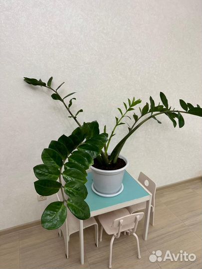 Замиокулькас с горшком