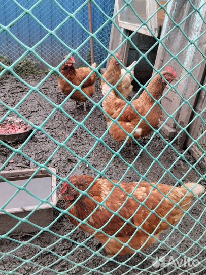 Куры несушки