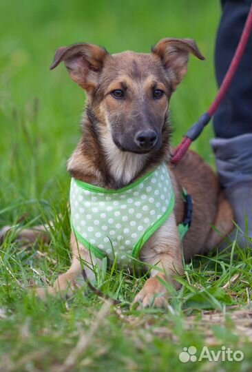 Щенок метис