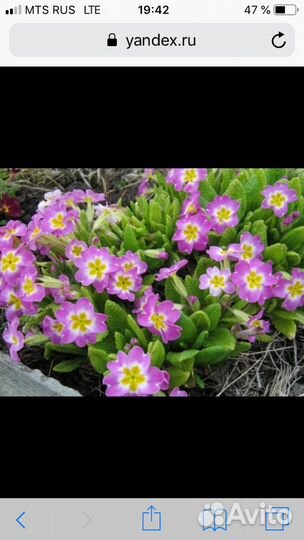 Хоста, аквилегия, первоцвет, ирис